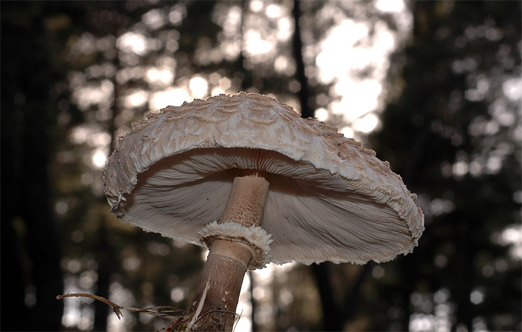 Macrolepiota sp